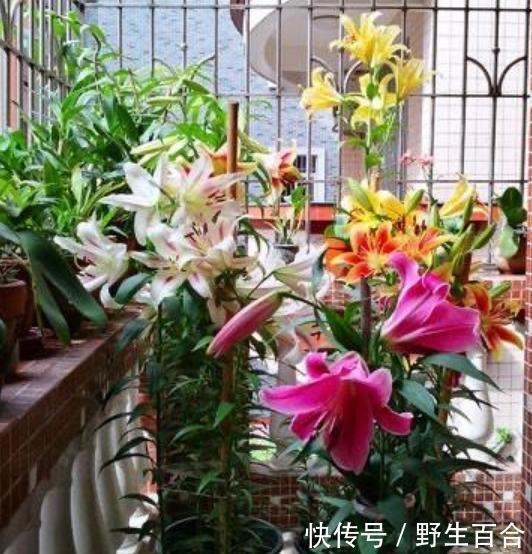 养此款植物，开花多，好养又容易开花，越晒开花越灿烂