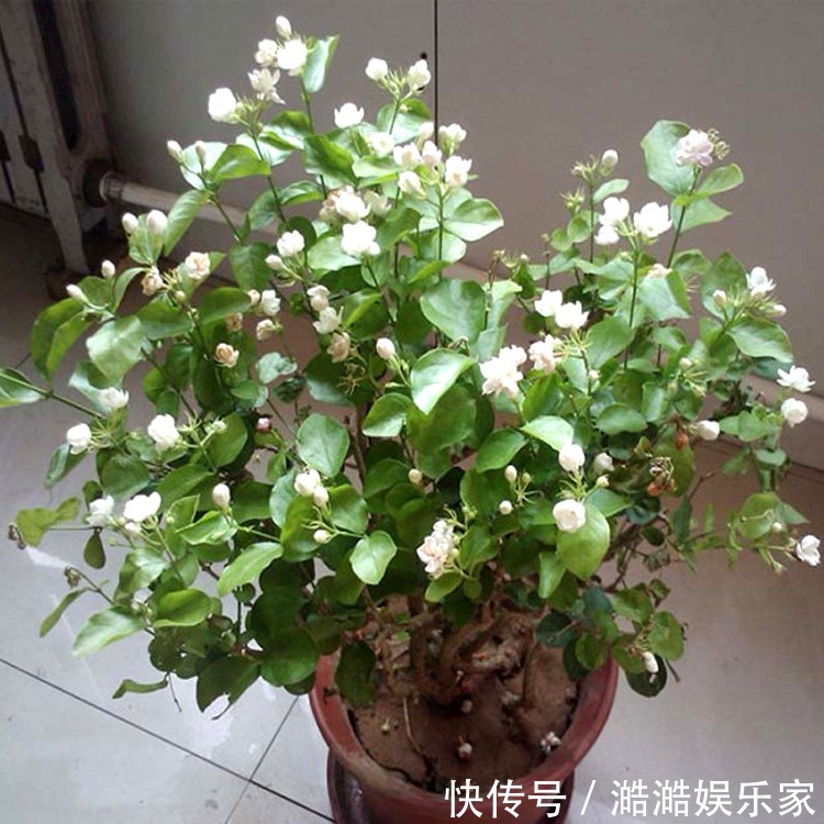 夏天|夏天就种5种花，一点不怕晒，再热的天都没事！