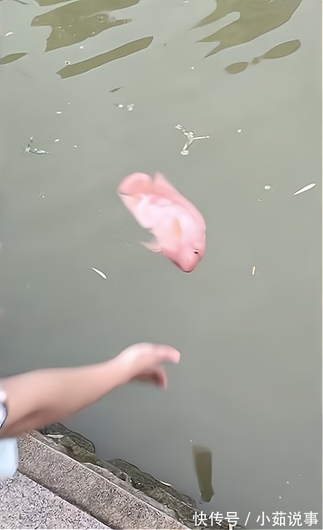 安徽河道出现罗非鱼合肥钓鱼人店埠河钓起怪鱼,随后放生