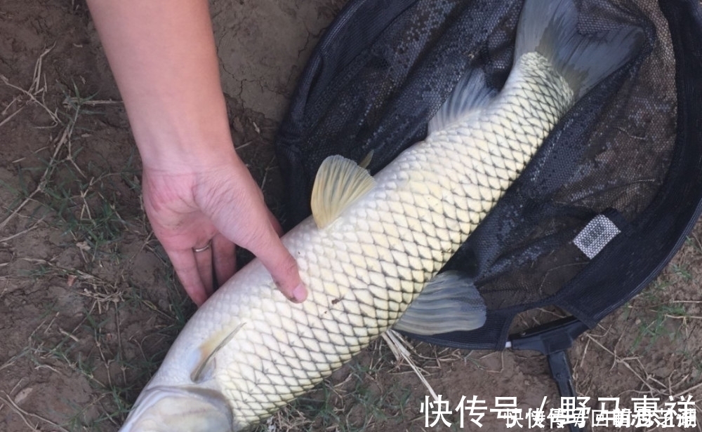觅食|这两种钓法专门钓草鱼，不怎么费力，草鱼很容易就上钩了