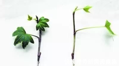 蟹爪兰|养花爱好者看过来这15种花现在“扦插”,生根快,一个周就长芽