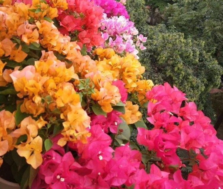 最适合新手养的4种花，沾土就能活，花香四溢飘满屋，美爆了