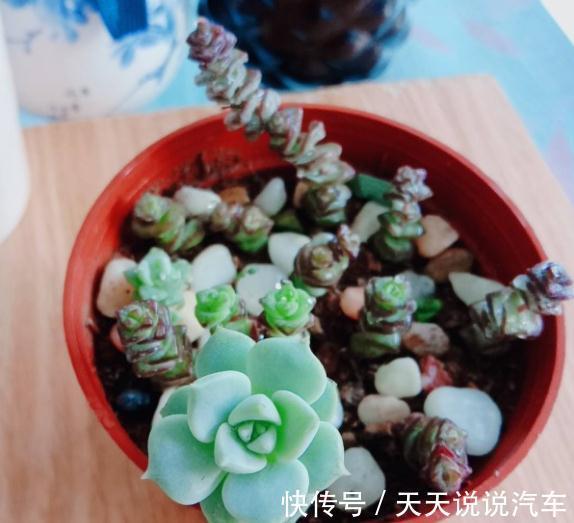 一个多肉小叶片,3个月后养爆盆,咋养的
