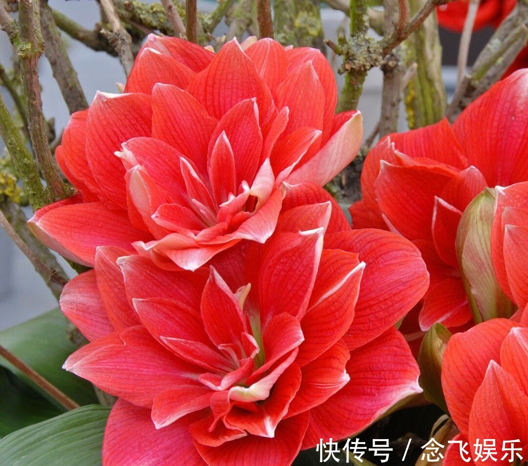 一种特别好养的植物,旺盛开花,花香十里,女人最爱