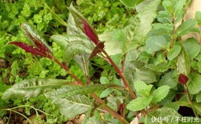 提个醒：农村路边若见此野菜，随手摘点带回家，好处不请自来