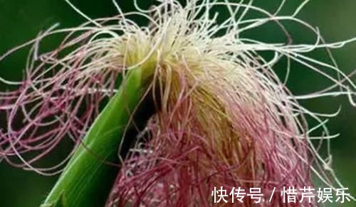 玉米须|患有高血压,这几种食物要多吃,净化血液,血压稳降不升