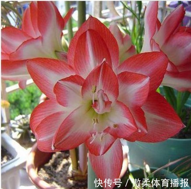 4种旺运花,吉祥添富贵,财运爆发,事业风生水起!