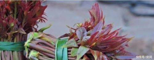 刷牙|俗话说，养肝就是保命!4种野菜，养肝护肝，排毒养颜，预防长痘