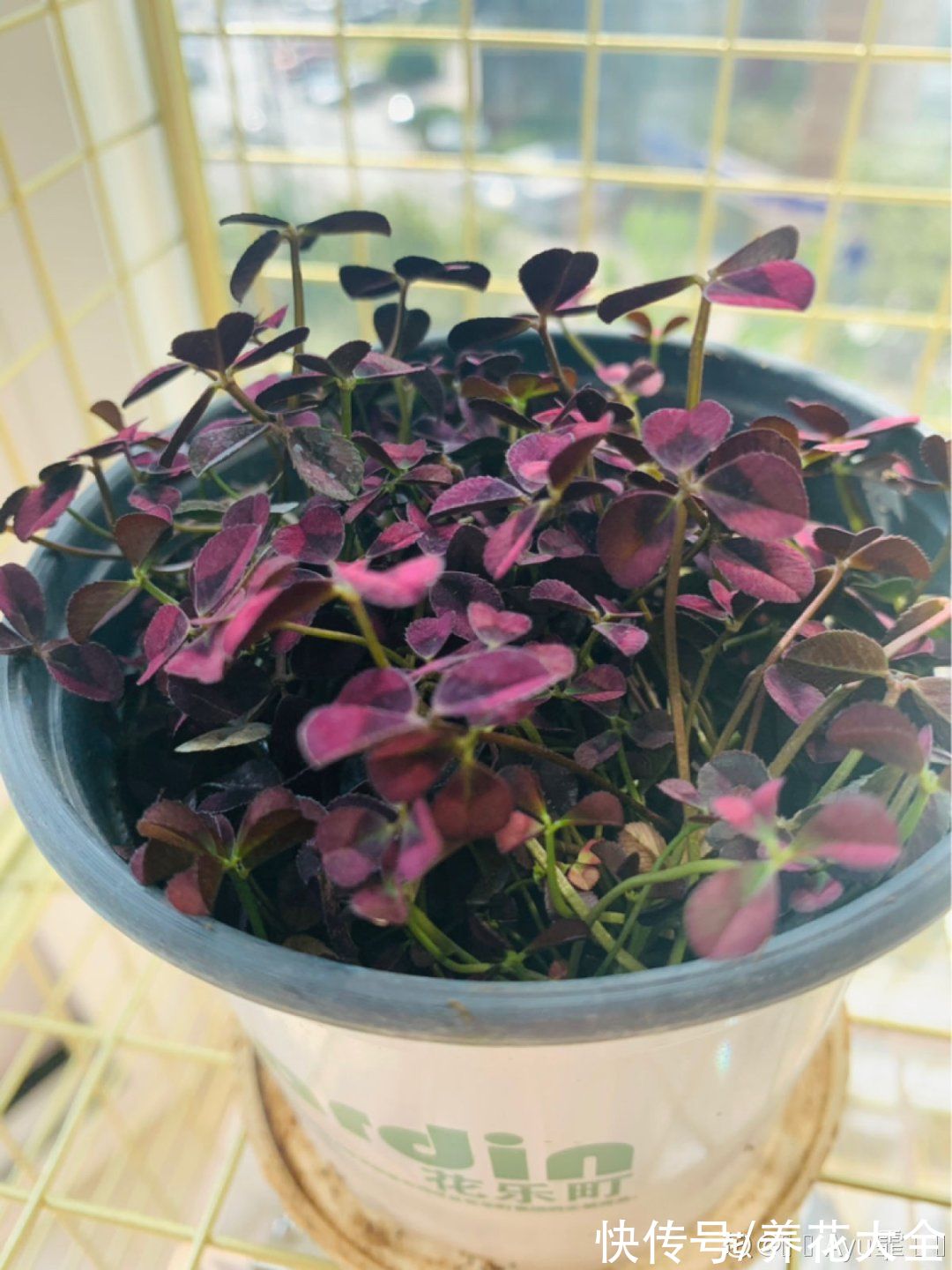 1种绿植叫“幸运草”，晒足太阳就爆盆，叶片像幅水彩画