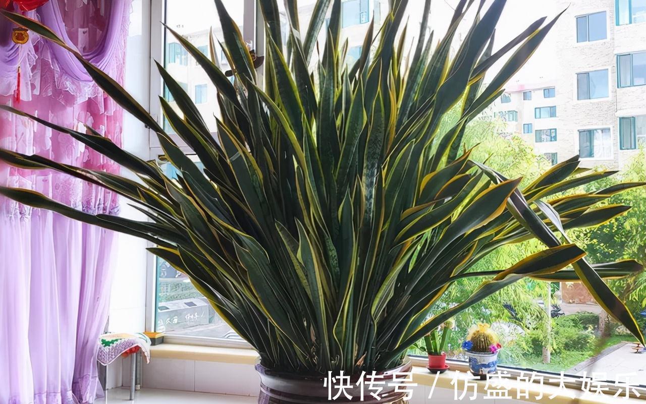 8种“吉利花”,要用“穷养法”,小盆养老桩,富贵又旺家