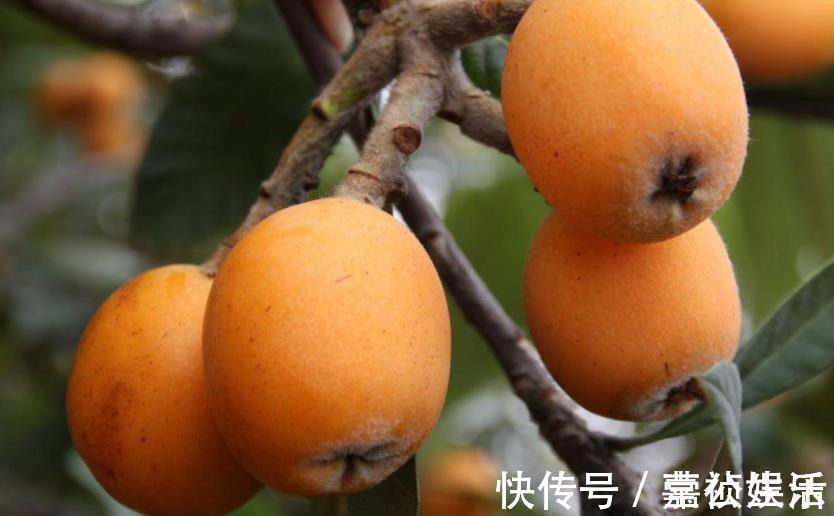 多汁|干咳的人多吃枇杷,买时别在意大小,记住4点,核小肉多汁水足