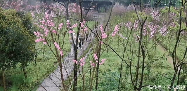 向往的生活：在桃花源住废弃的房子，新蘑菇屋证明节目组夺笋