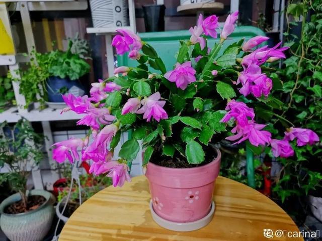 家里养盆虎皮兰，小花盆、挤着养，疯狂开花爆小崽！