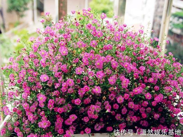 阳台养盆“娇气花”,一盆开花1000朵,枝体最娇弱,开花却最多