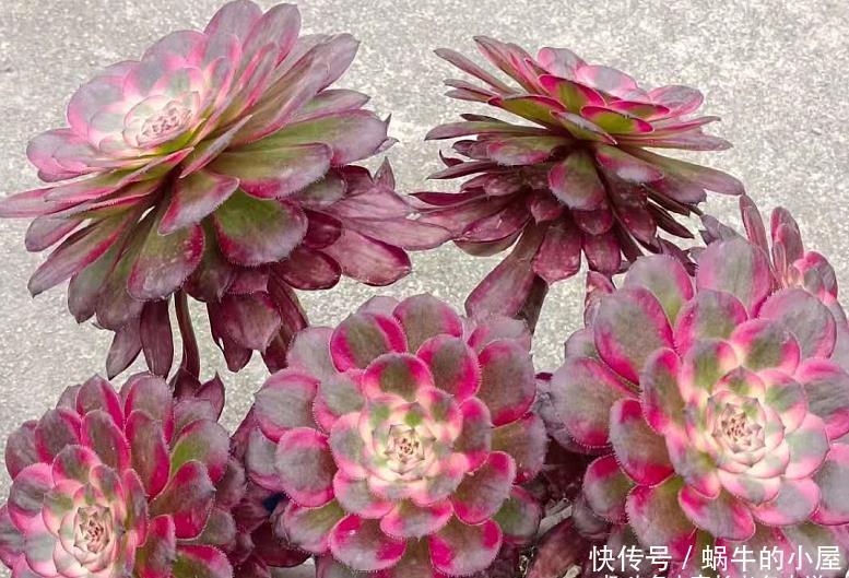 叶片|多肉法师的叶片暗淡无光原因很多,并非只有缺肥才会出现这种情况