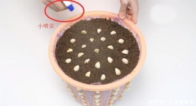 一个垃圾桶,能种出一桶蒜!多到吃不完,以后家里一年都不用买了!