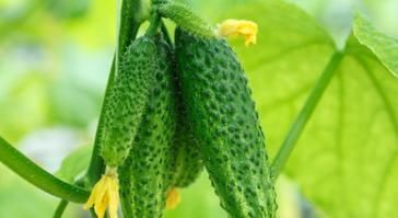 效果|10种植物是糖尿病的天然克星，效果最好的确被当垃圾扔掉