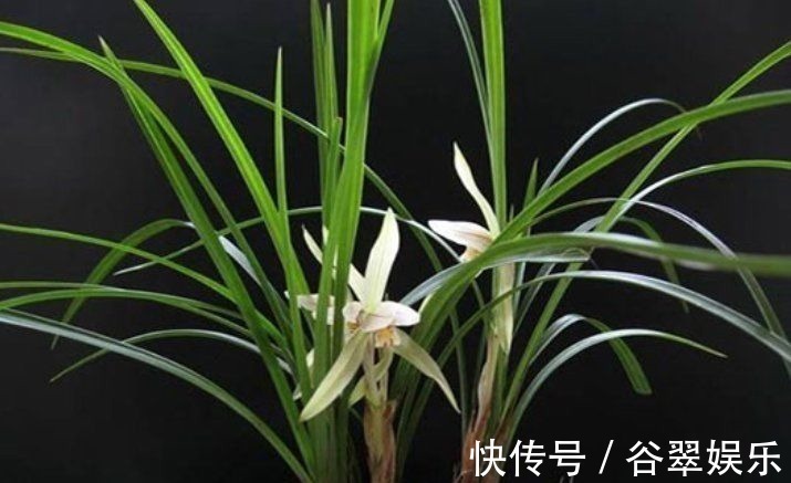 植料|给兰花换盆,注意5个“要点”,保证兰花根系壮,后期长势旺