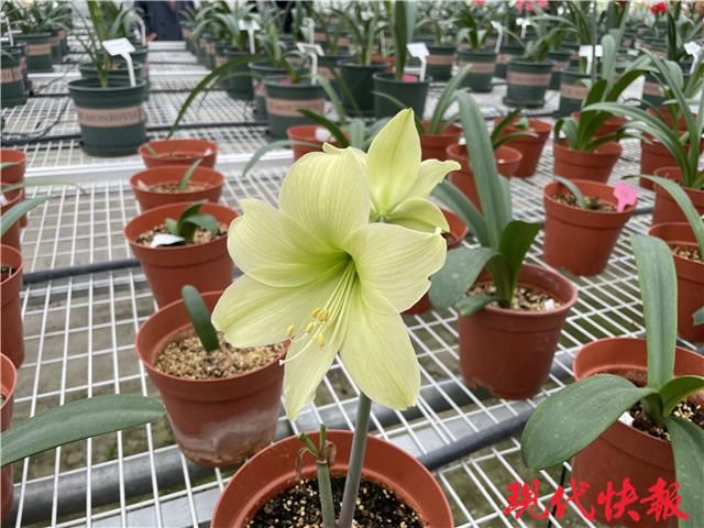 咬唇妆、初恋妆、渐变妆……在春天邂逅“美女”朱顶红