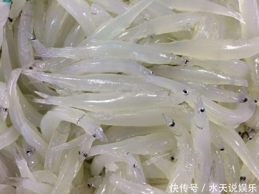 眼睛 这种鱼能够在水中“隐身”,除了眼睛之外,你很难看到它的肉体