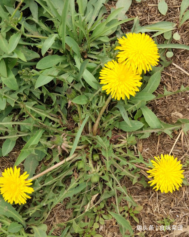 马齿苋|此8种野菜不用花钱买,来认识一下,营养高味道好,错过等明年了
