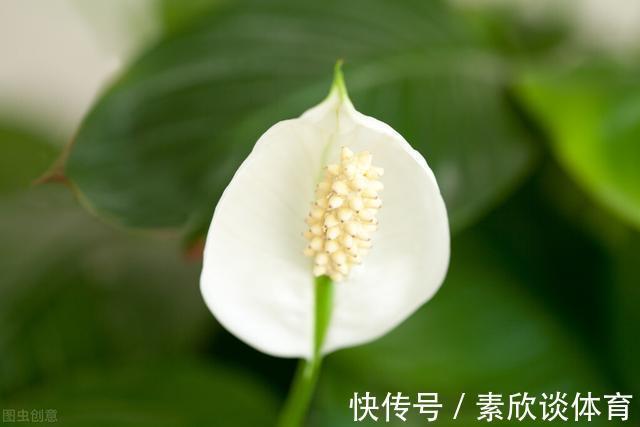 年宵花|如果不是万不得已,这3种花年后再买,省钱又好养