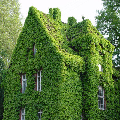 现在庭院不流行种菜了!这样“打造”,不比私人别墅效果差,超美