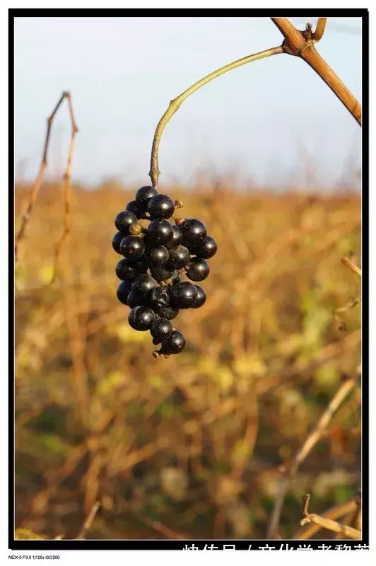 葡萄酒$回到童年之屋的诗人