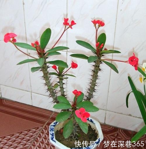 除了月季,此“1种花”也带刺,但观赏价值不低!附养护细节