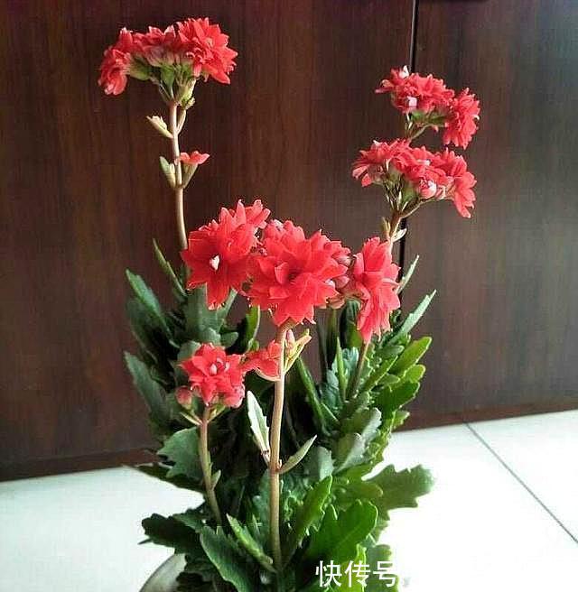 肥料|三盆长寿花同样浇水,同样施肥和光照,两盆开花一盆不开为什么