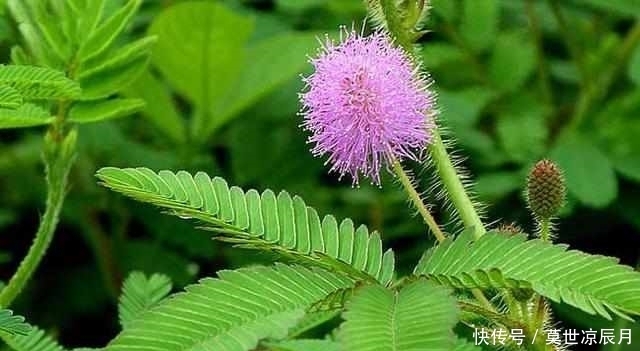 这几种植物都是有毒的,家里有老人小孩的一定要注意了!