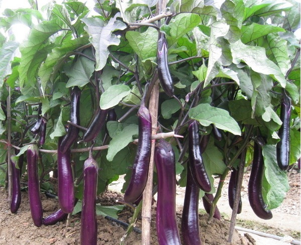 小李|32岁女子患癌,母亲经常给她吃这几物,复查时癌细胞少了一半