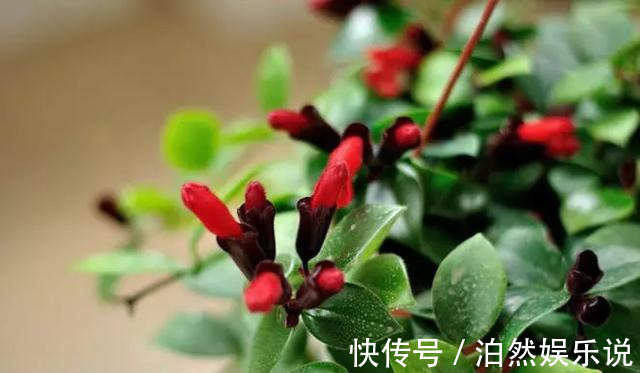 爆盆|养花技巧10种吊兰,好扦插,易爆盆,掐一根一插就是一大盆!