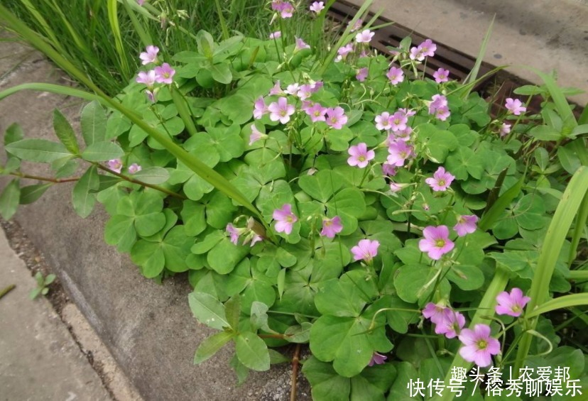 这种植物的根很特别,以前吃过酸酸的,里面带点甜味!