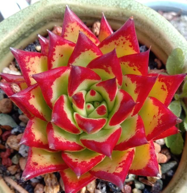 从小|养了5年多肉,从小白变成大神,这些经验送你了