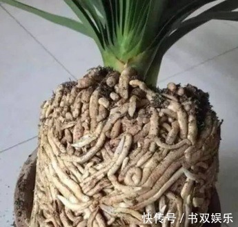 君子兰不长叶、不开花9月开始，浇水摻点“小颗粒”，入冬开花