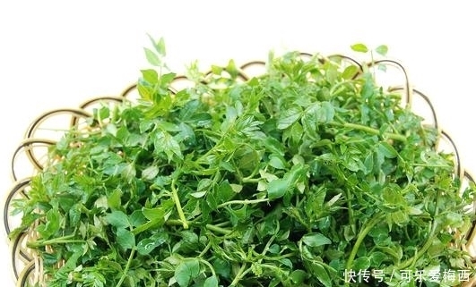 野菜|农村这些治病野菜，凉血止血，健脾明目，治疗牙痛，最适宜夏天吃