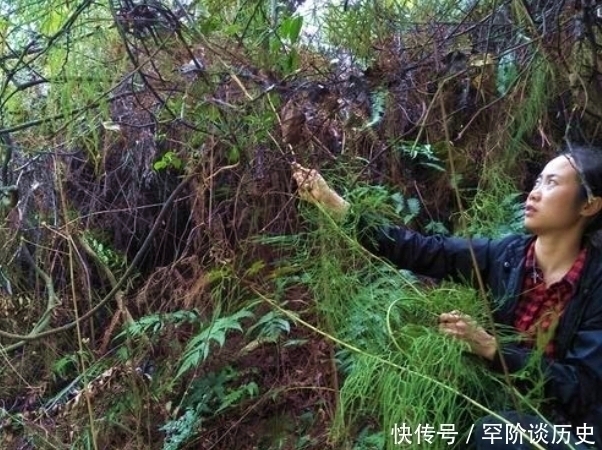 关节炎|俗语“筋长一寸,寿延十年”,农村这种野草,是老大夫的宝贝