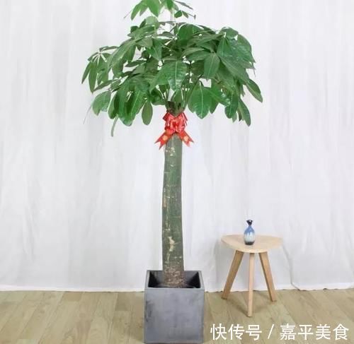 年底养花,推荐安排4种“好运花”,寓意一级棒