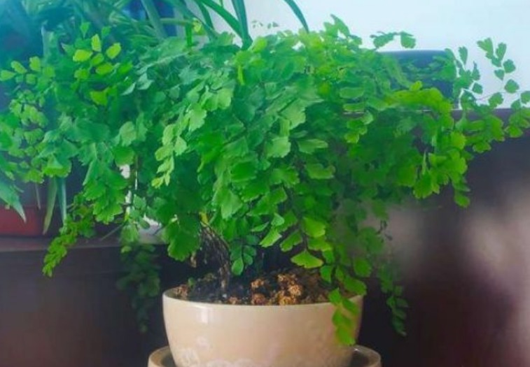 夏天养此款花卉,耐寒易打理,花美色艳,花儿轻松开爆盆