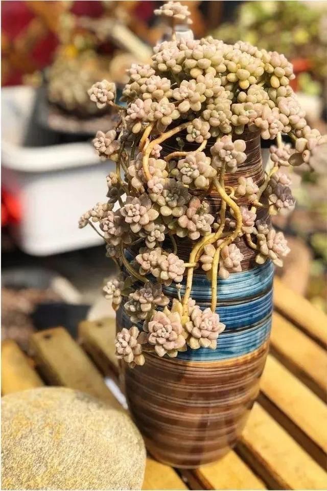 植株|养花“杀手”都有的5个毛病,难怪买花“养1盆死1盆”,要改正了