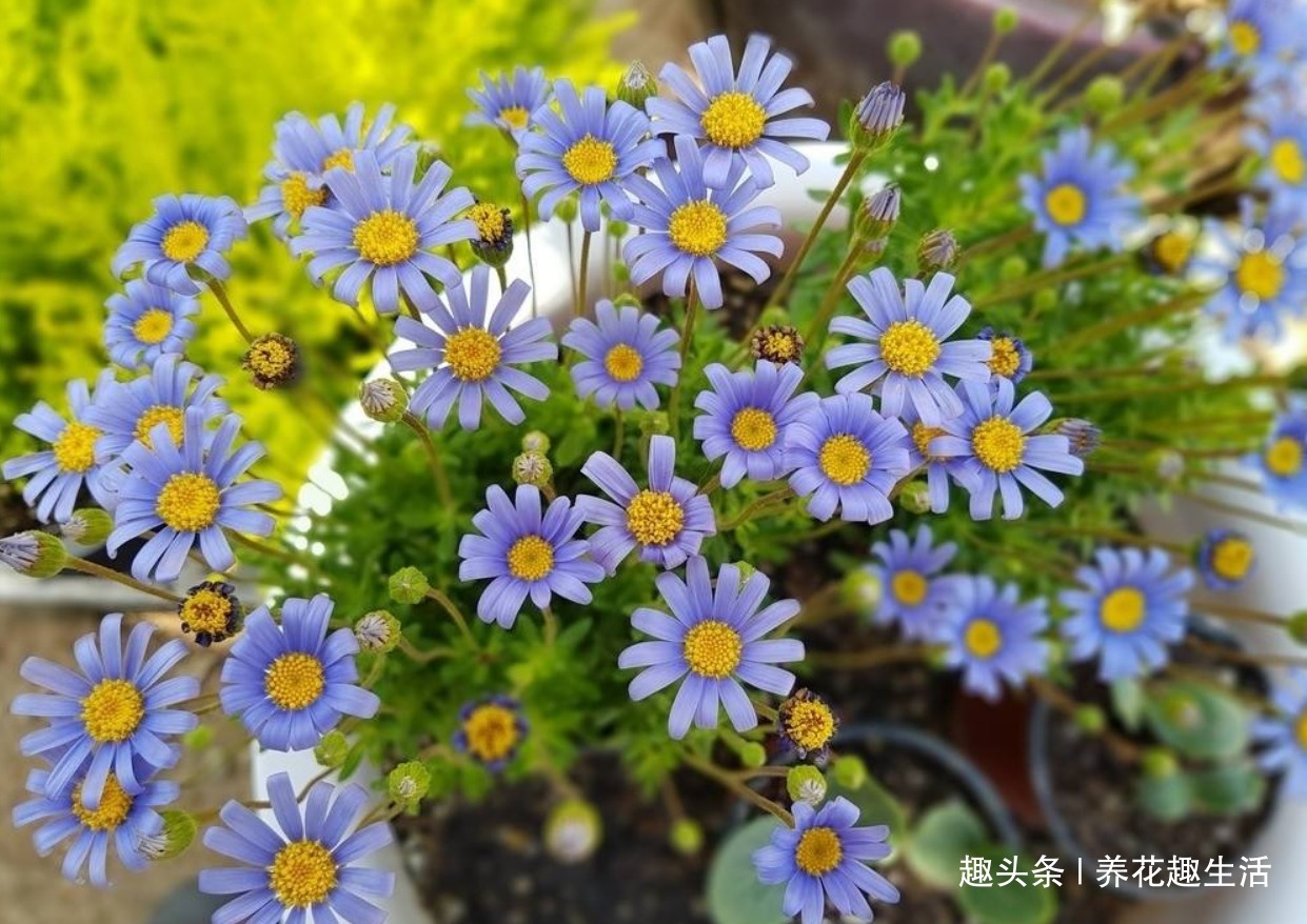 此花人人见过，只要养护得当，阳台“瞬间”成花园，年年能欣赏