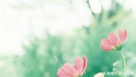 烧火|此树除了烧火还能做盆景,多注意4点需求,植株造型美翻天