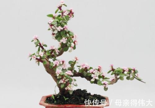 金枝玉叶粗壮葱翠才美，做对几点轻松营造