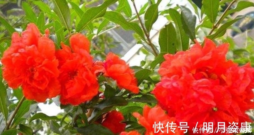 大岩桐|4种花漂亮又好养,比牡丹好看,花儿轻松开爆盆,适合阳台盆栽