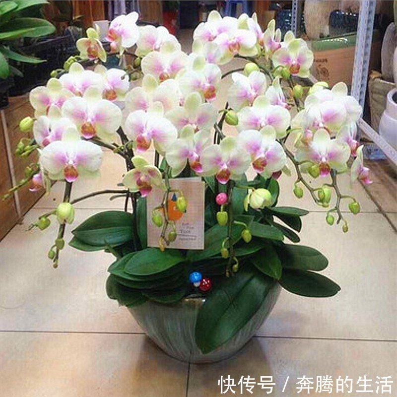 养花|有一种花叫“养不死”,全年开花200天,养在家里全家身体健康