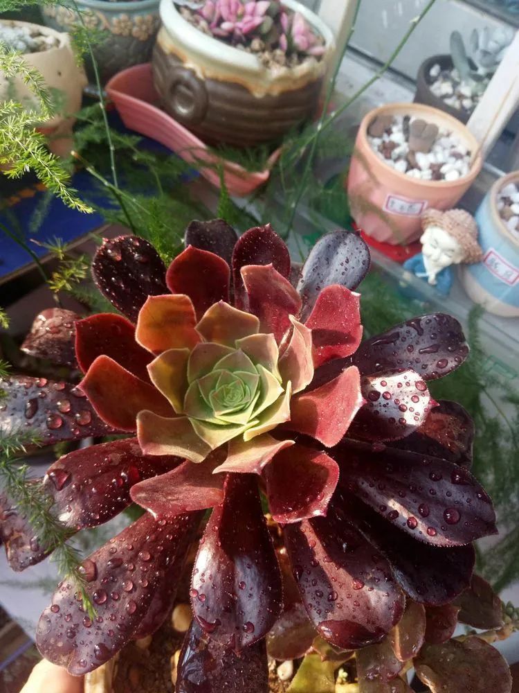 送瘟神,洒庭院,赏多肉,合家团聚话将来!