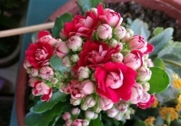 养护|养长寿,10天灌次“它的水”,用上两三次,长满小花苞,开爆盆!