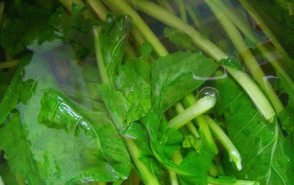 苔苔菜学名叫什么