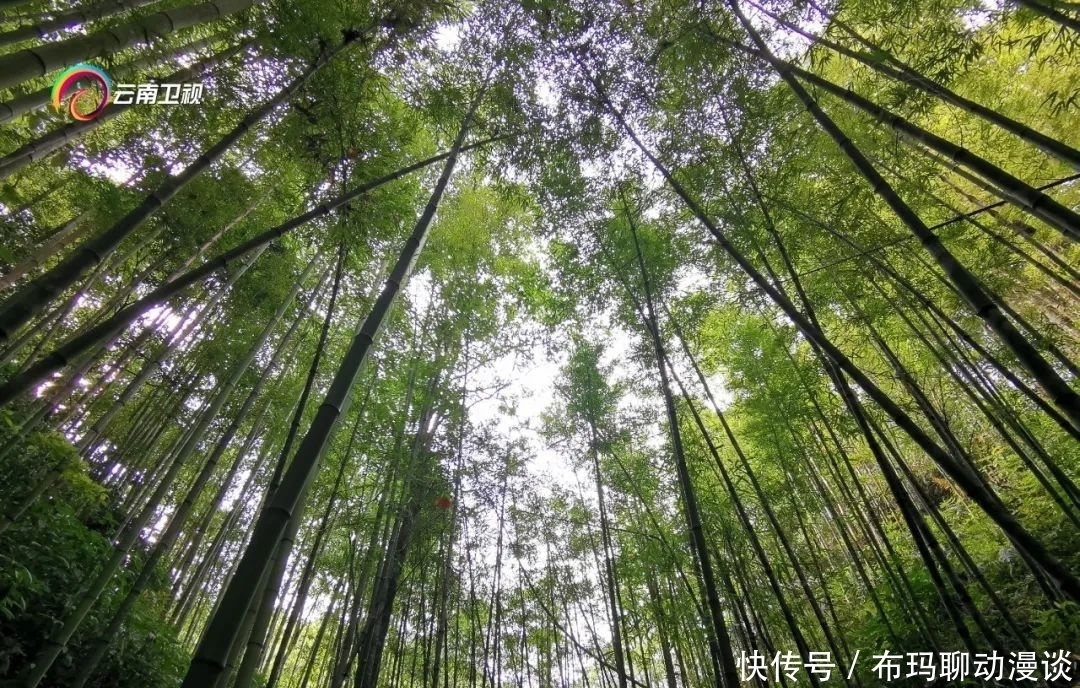 蝴蝶|《丝路云裳》节目组取景1.5亿只蝴蝶大爆发现场